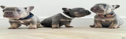 French Bulldog dogs for sale: Lora - Ad 22