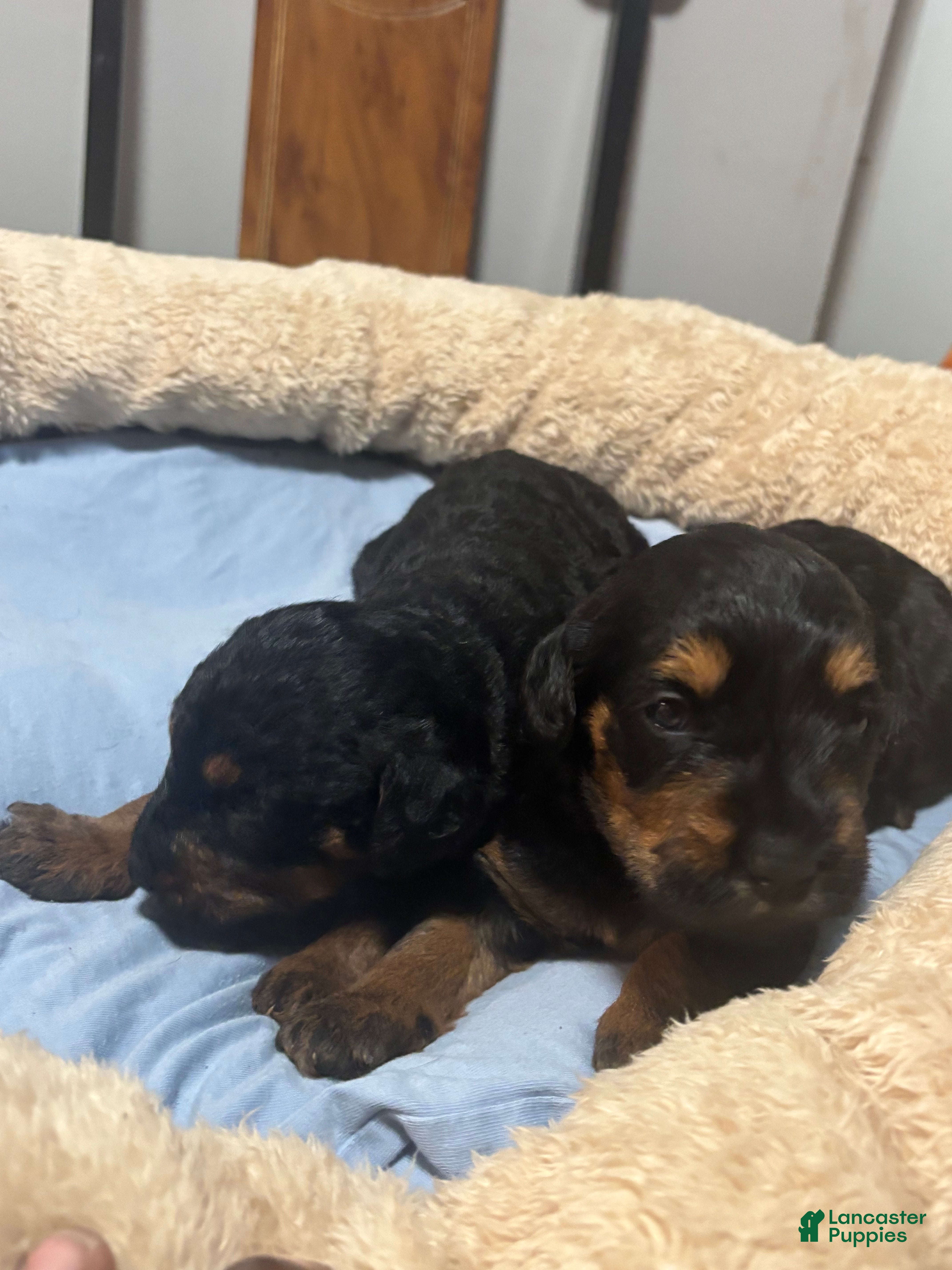 Yorkiepoo dogs  Cookie  - Ad 3