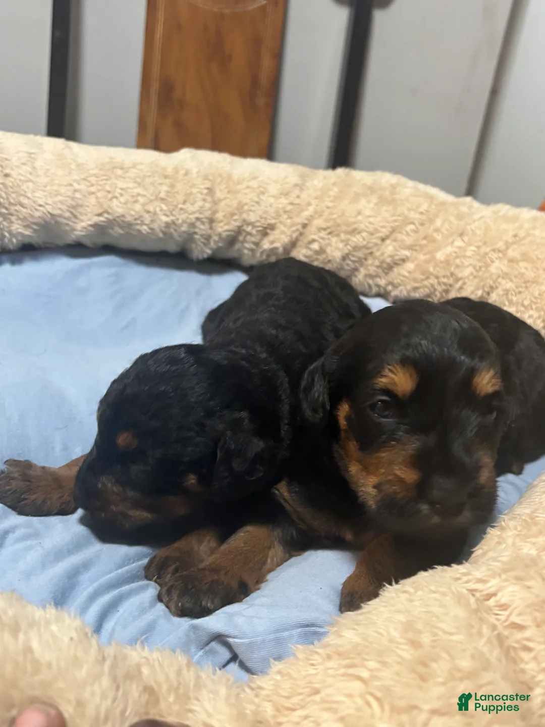 Yorkiepoo dogs for sale:  Cookie  - Ad 1