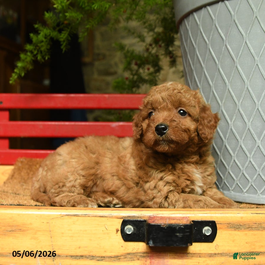 Corgipoo dogs Lady - Ad 2