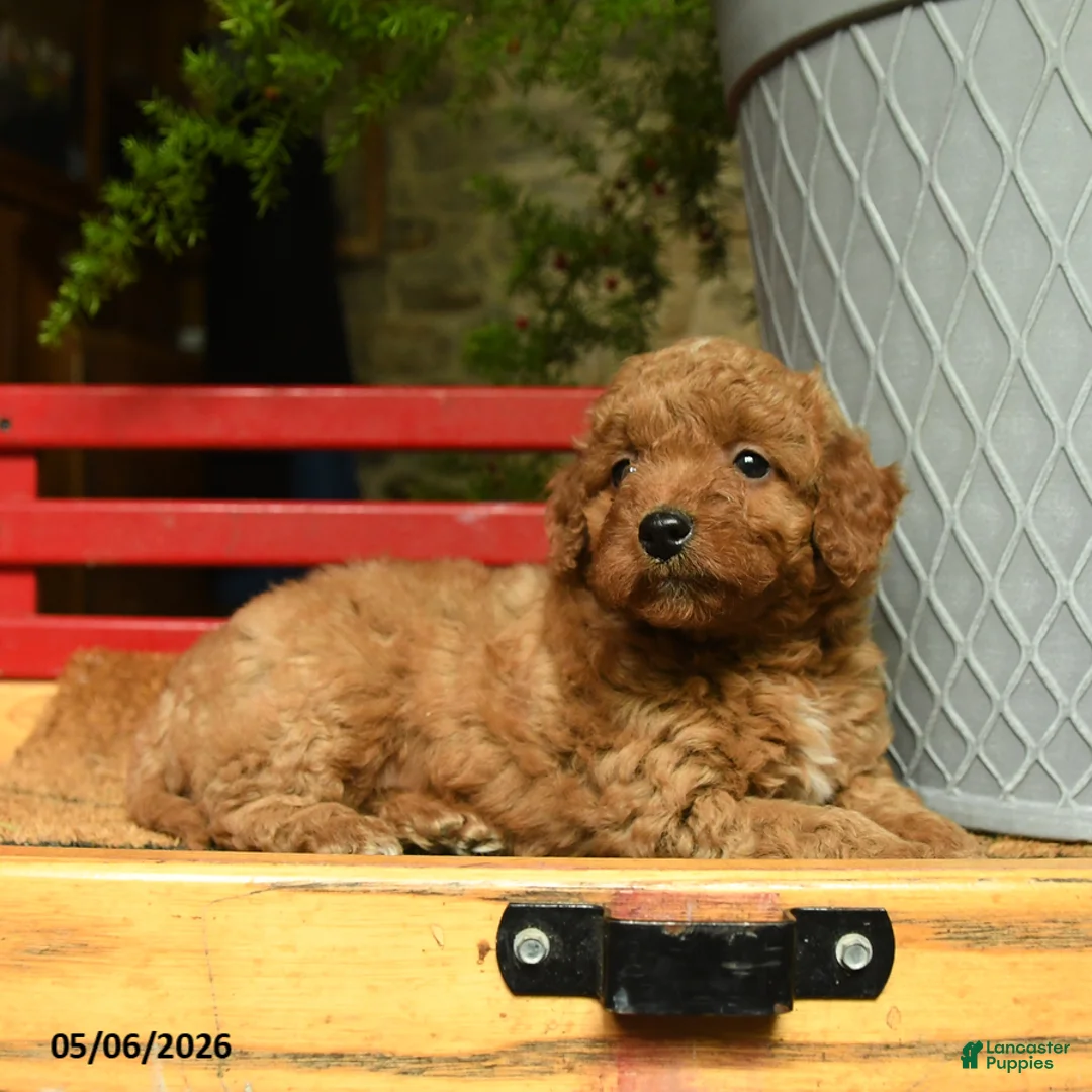 Corgipoo dogs for sale: Lady - Ad 2