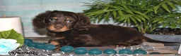 Miniature Dachshund dogs for sale: Cody - Ad 2
