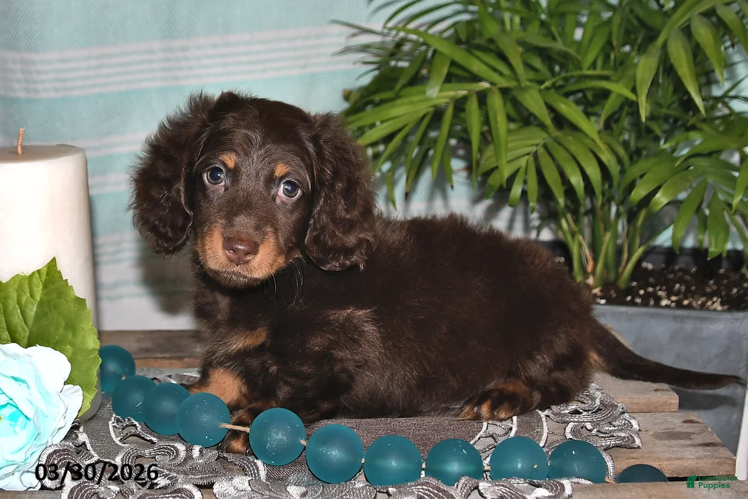 Miniature Dachshund dogs for sale: Cody - Ad 2