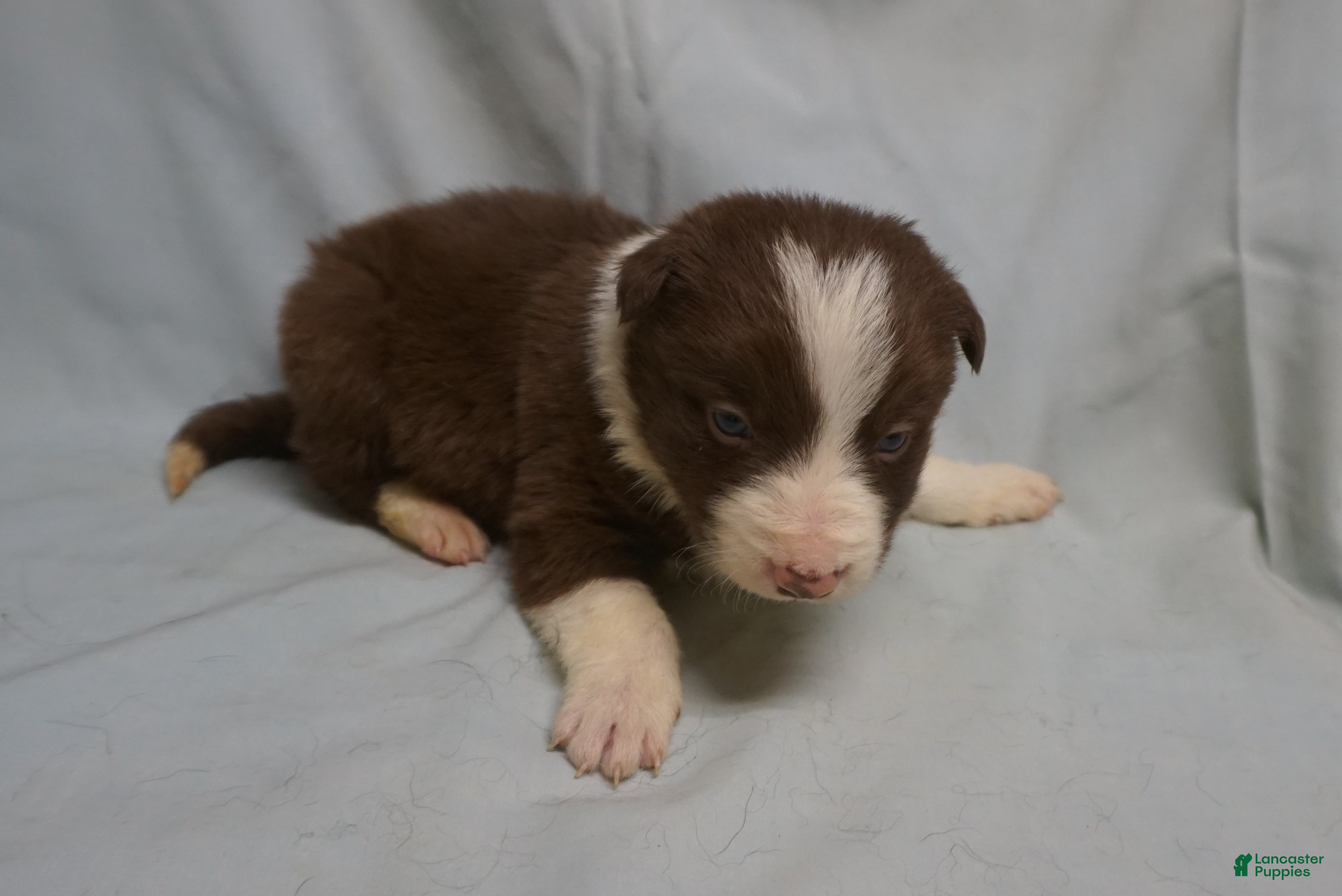Border Collie dogs Royce,   Puppy 5 - Ad 40