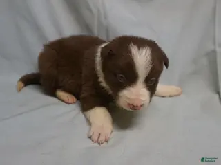 Border Collie dogs Royce, Puppy 5 - Ad 40