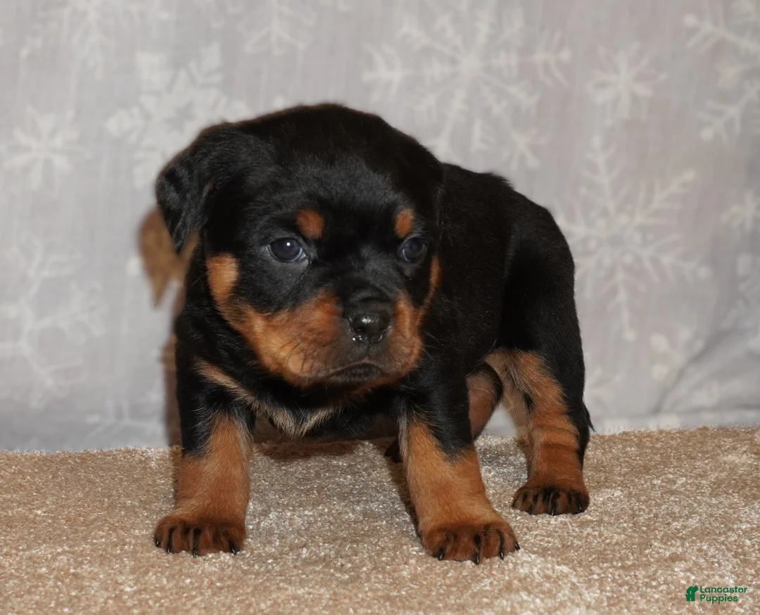 Rottweiler dogs for sale: Freya - Ad 3