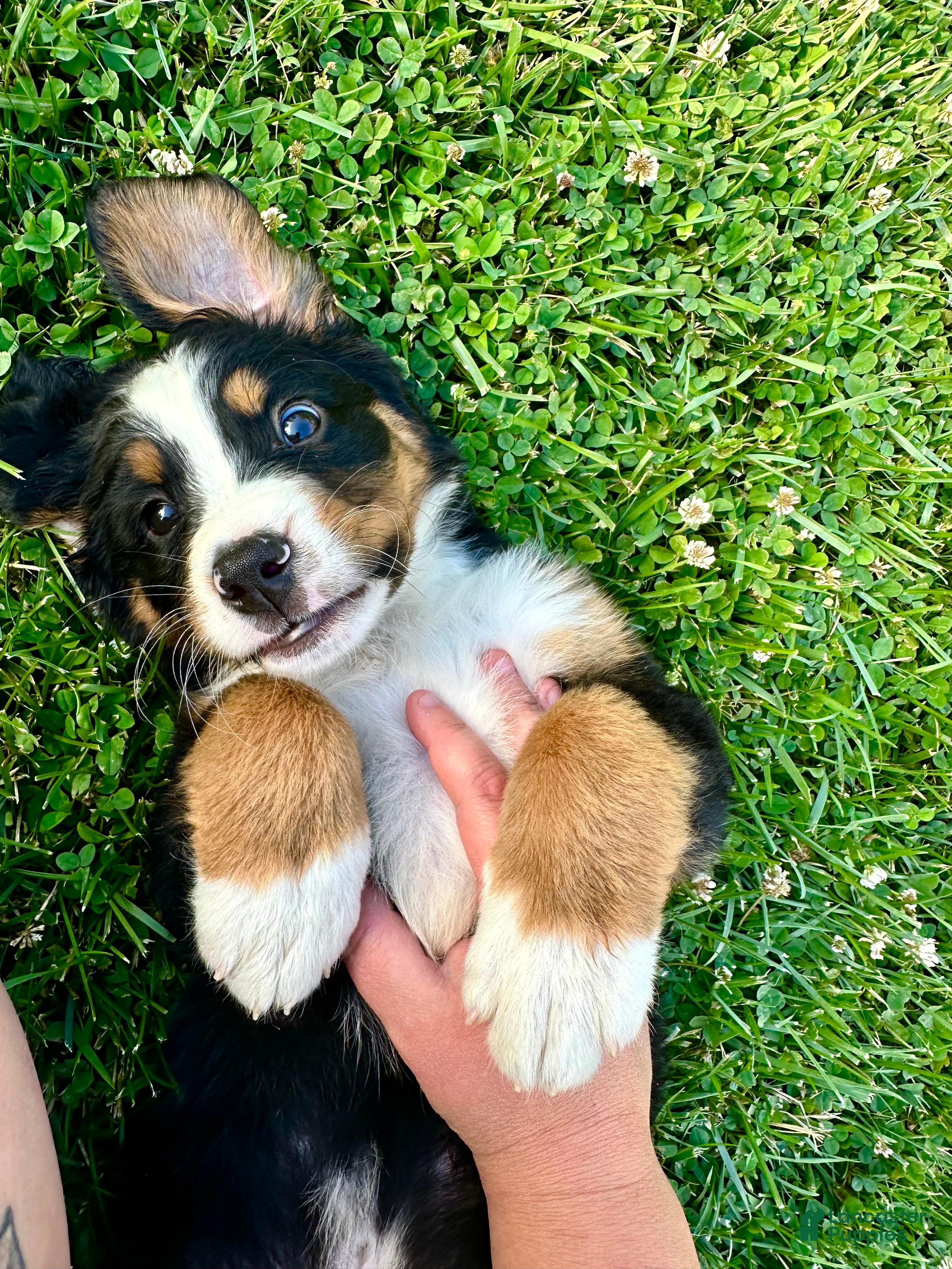 Bernese Mountain Dog dogs Jack - Ad 1