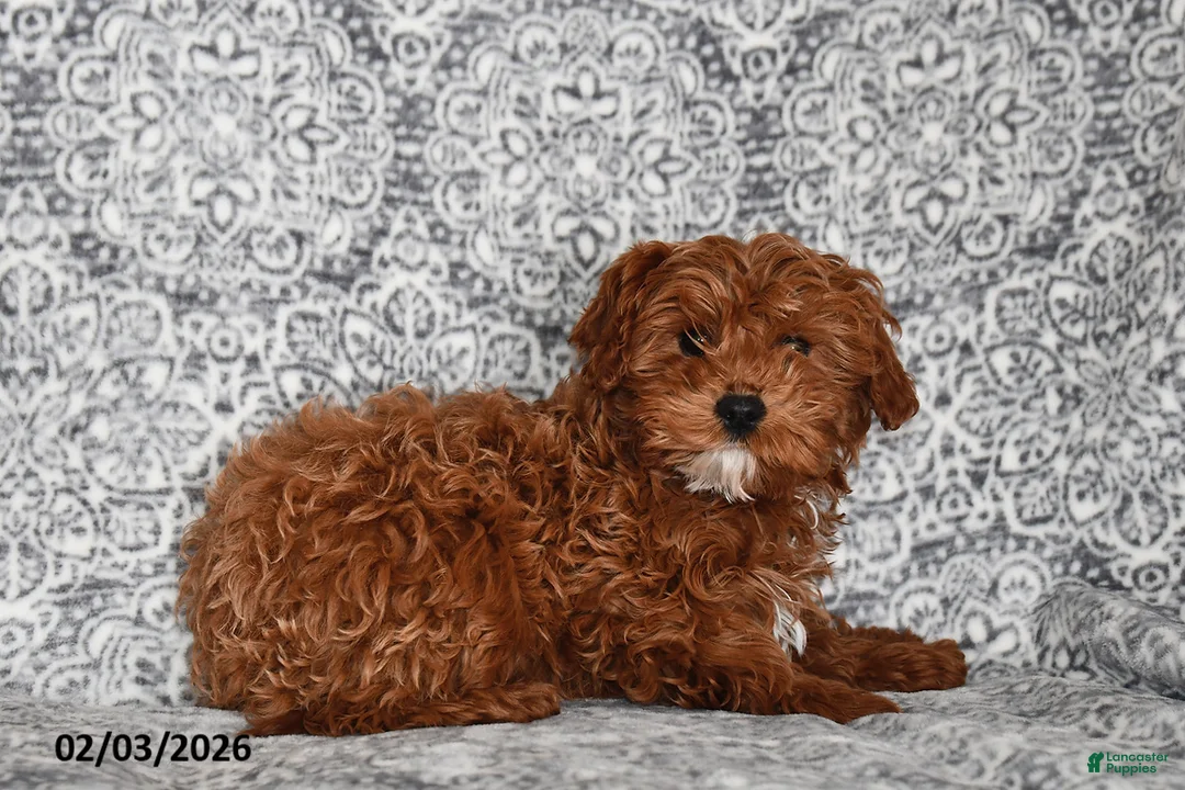 Cavapoo dogs for sale: Chester - Ad 4