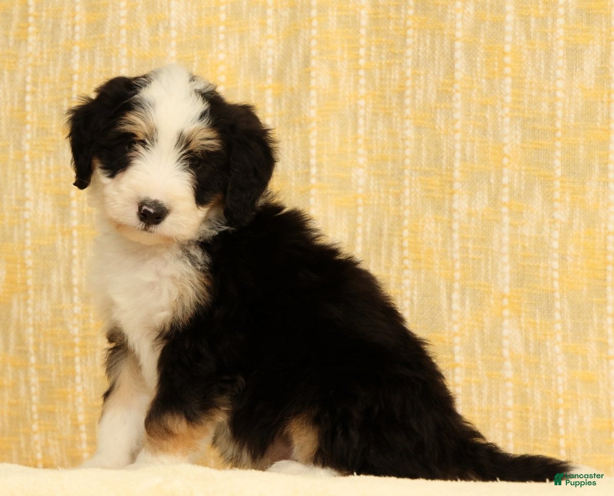 Mini Bernedoodle dogs Charlie - Ad 2
