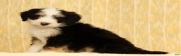 Mini Bernedoodle dogs for sale: Charlie - Ad 2