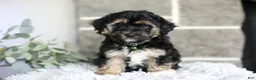 Maltipoo dogs for sale: Bear - Ad 7