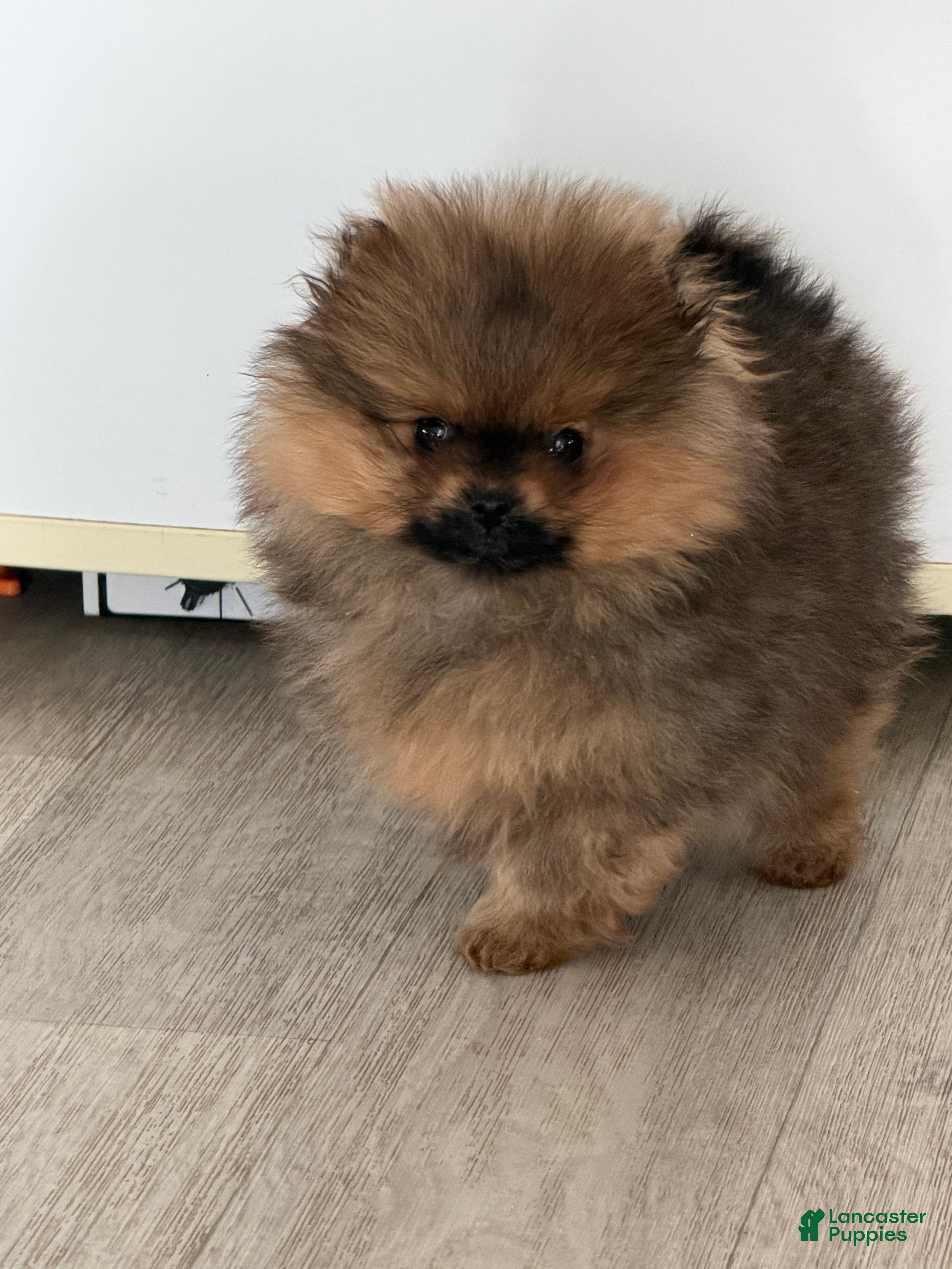 Pomeranian dogs Dazzle - Ad 23