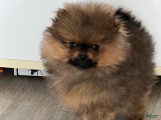 Pomeranian dogs Dazzle - Ad 23