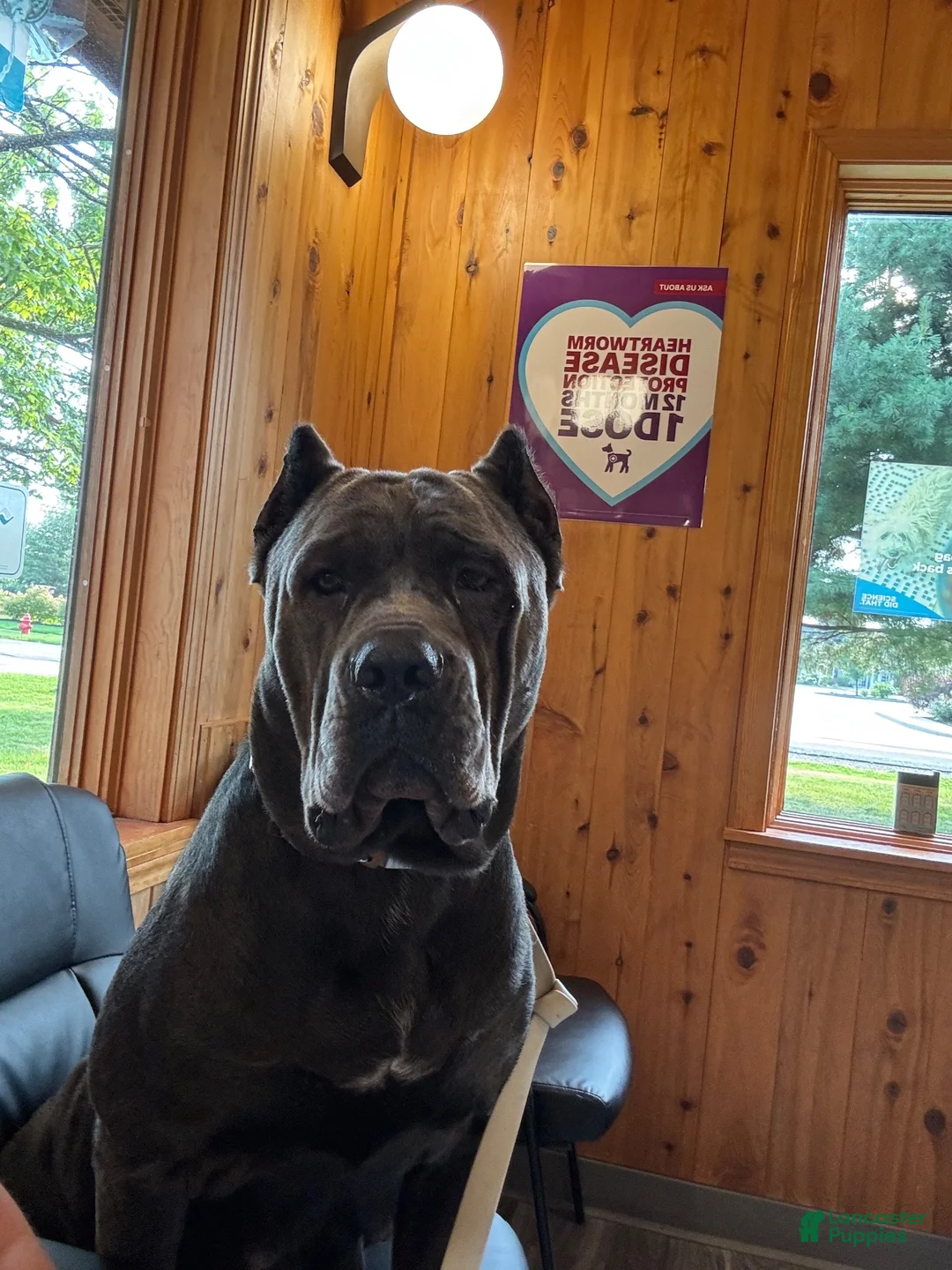 Cane Corso dogs for sale: Vixen - Ad 2