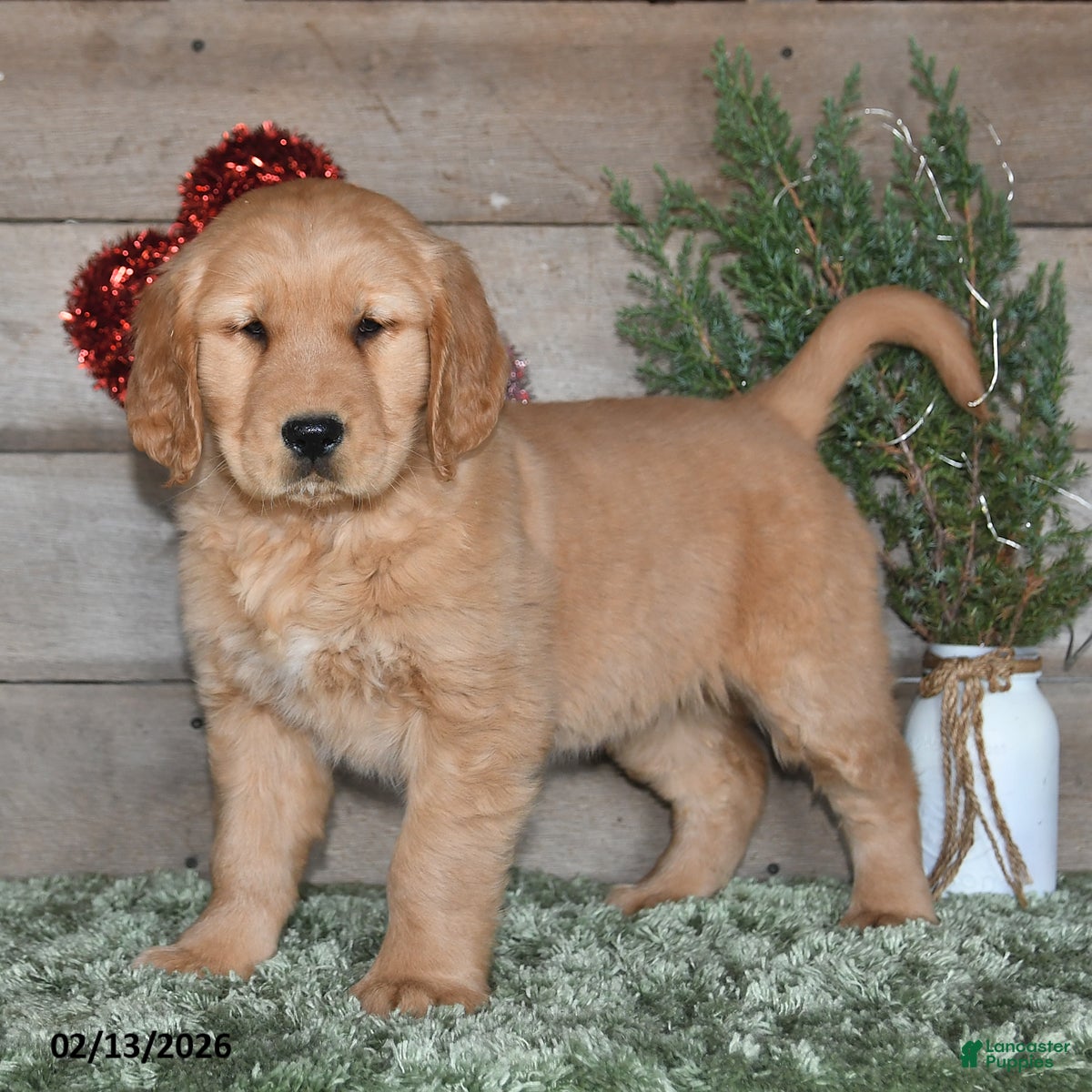 Golden Retriever dogs Annie - Ad 2