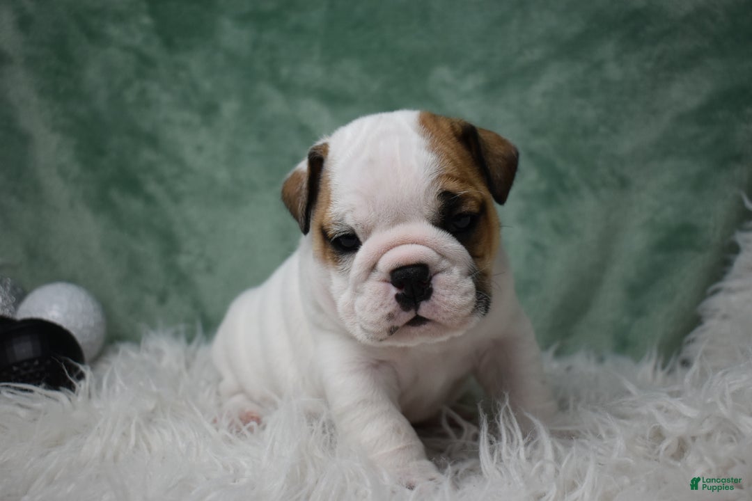 English Bulldog dogs for sale: Olaf - Ad 1