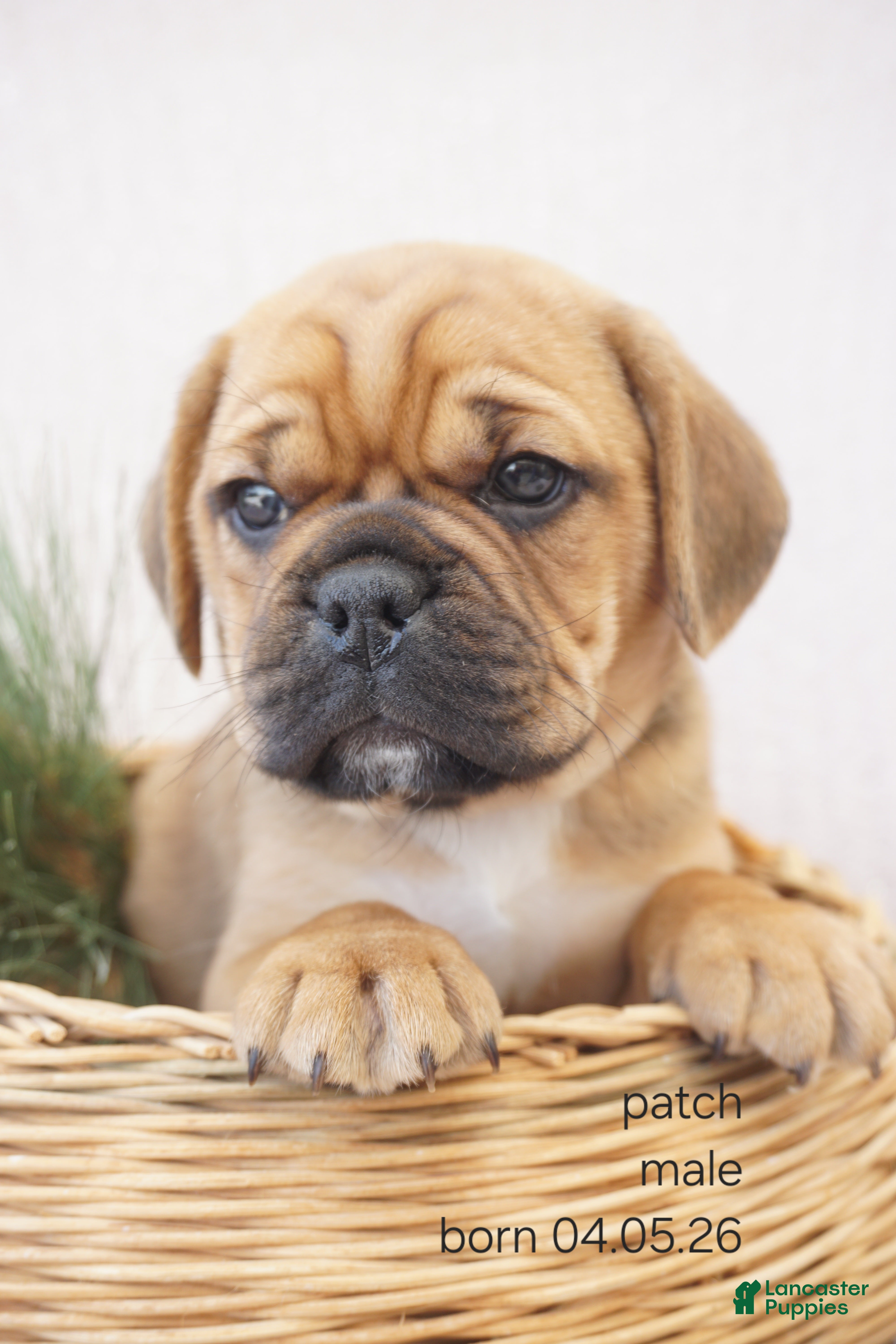 Puggle dogs for sale: Patch - Ad 2