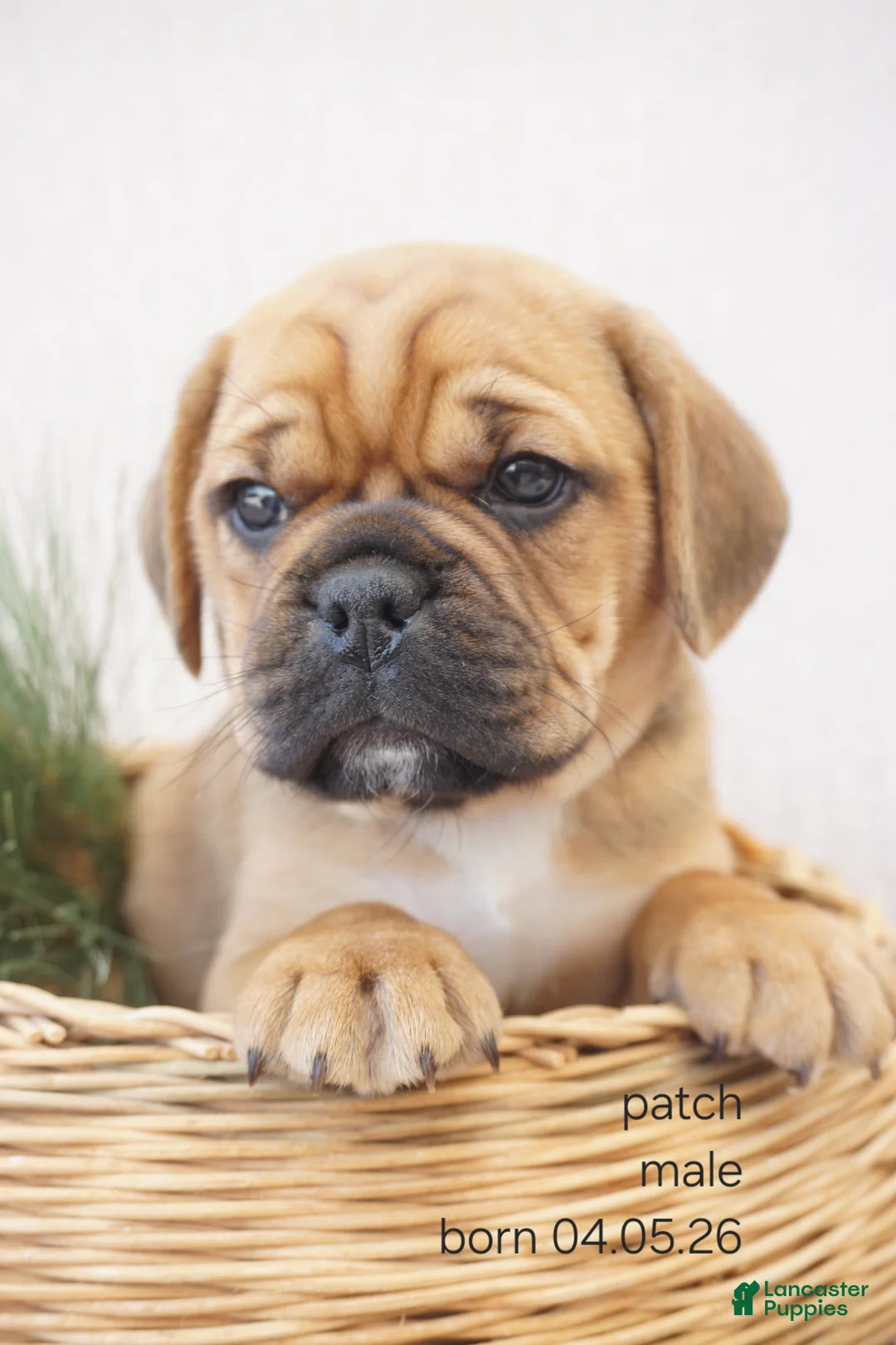 Puggle dogs for sale: Patch - Ad 1