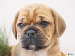 Puggle dogs for sale: Patch - Ad 2