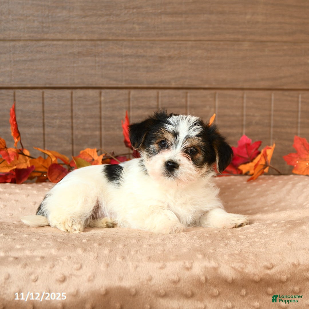 Morkie dogs for sale: Josie - Ad 3