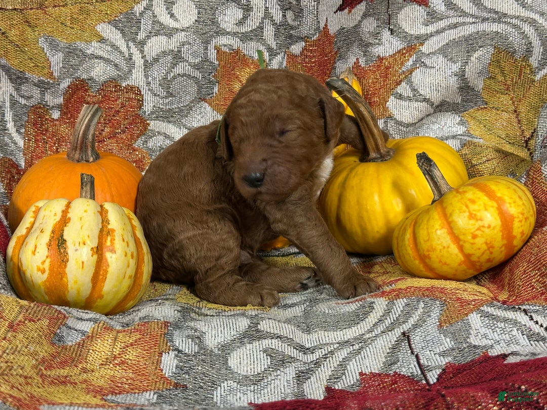 Goldendoodle dogs for sale: Green - Ad 1