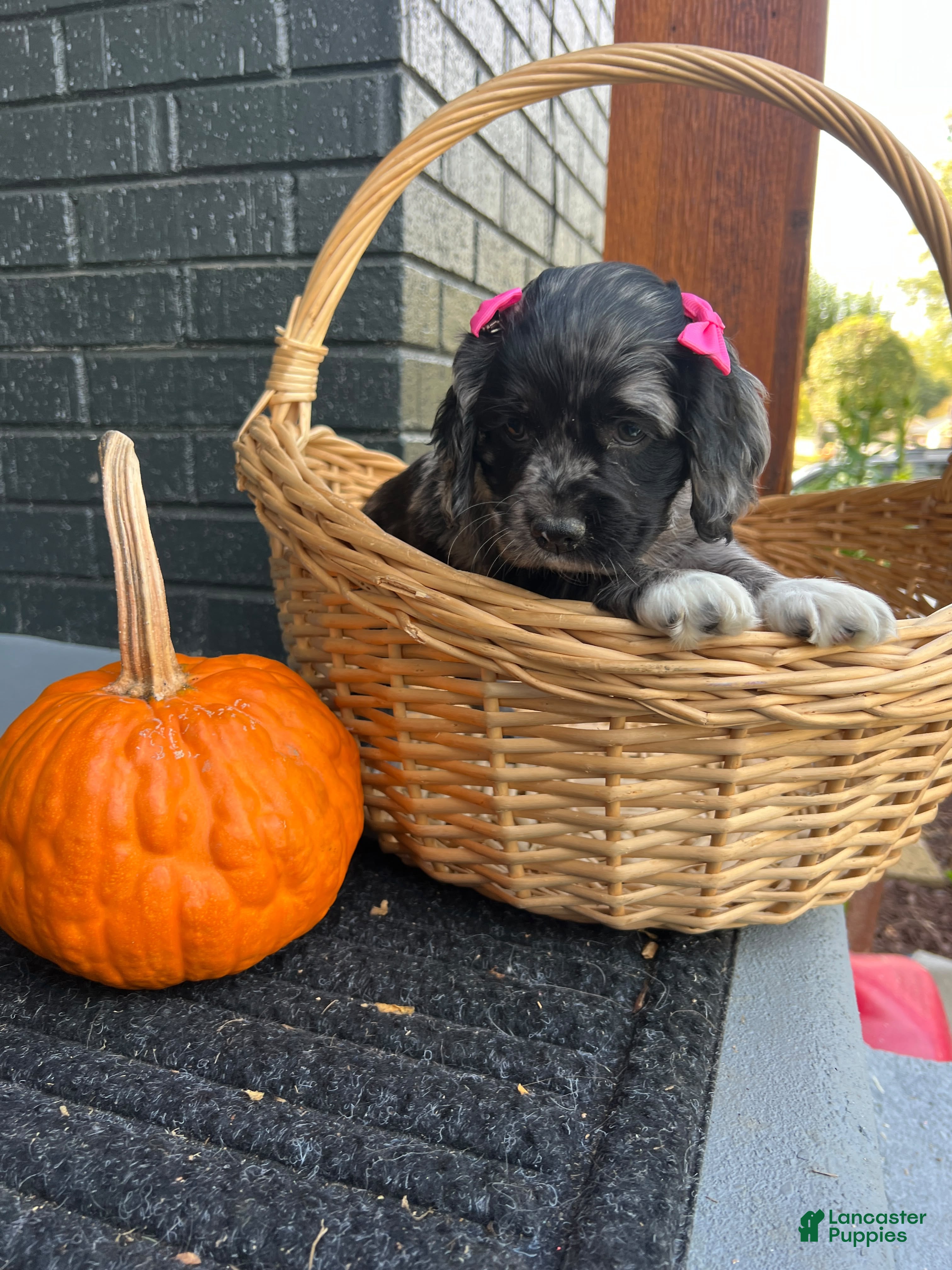 Cocker Spaniel dogs for sale: 🖤🎃 Salem🖤🎃  - Ad 2