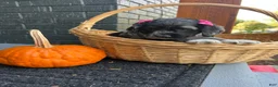Cocker Spaniel dogs for sale: 🖤🎃 Salem🖤🎃  - Ad 2