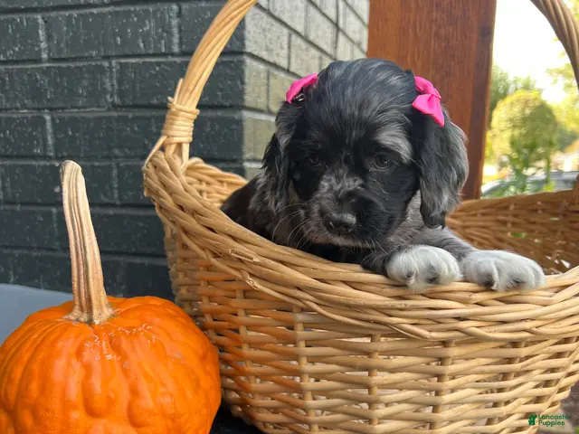 Cocker Spaniel dogs for sale: 🖤🎃 Salem🖤🎃 - Ad 2
