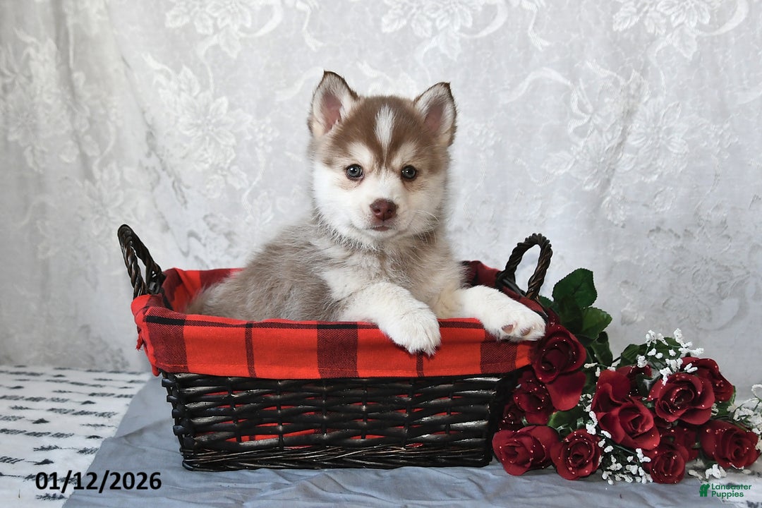 Pomsky dogs for sale: Ace - Ad 2