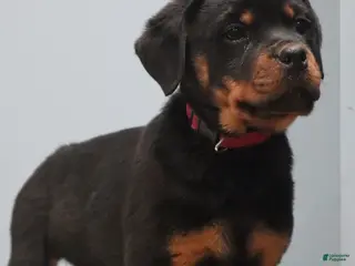 Rottweiler dogs Aubrey - Ad 13