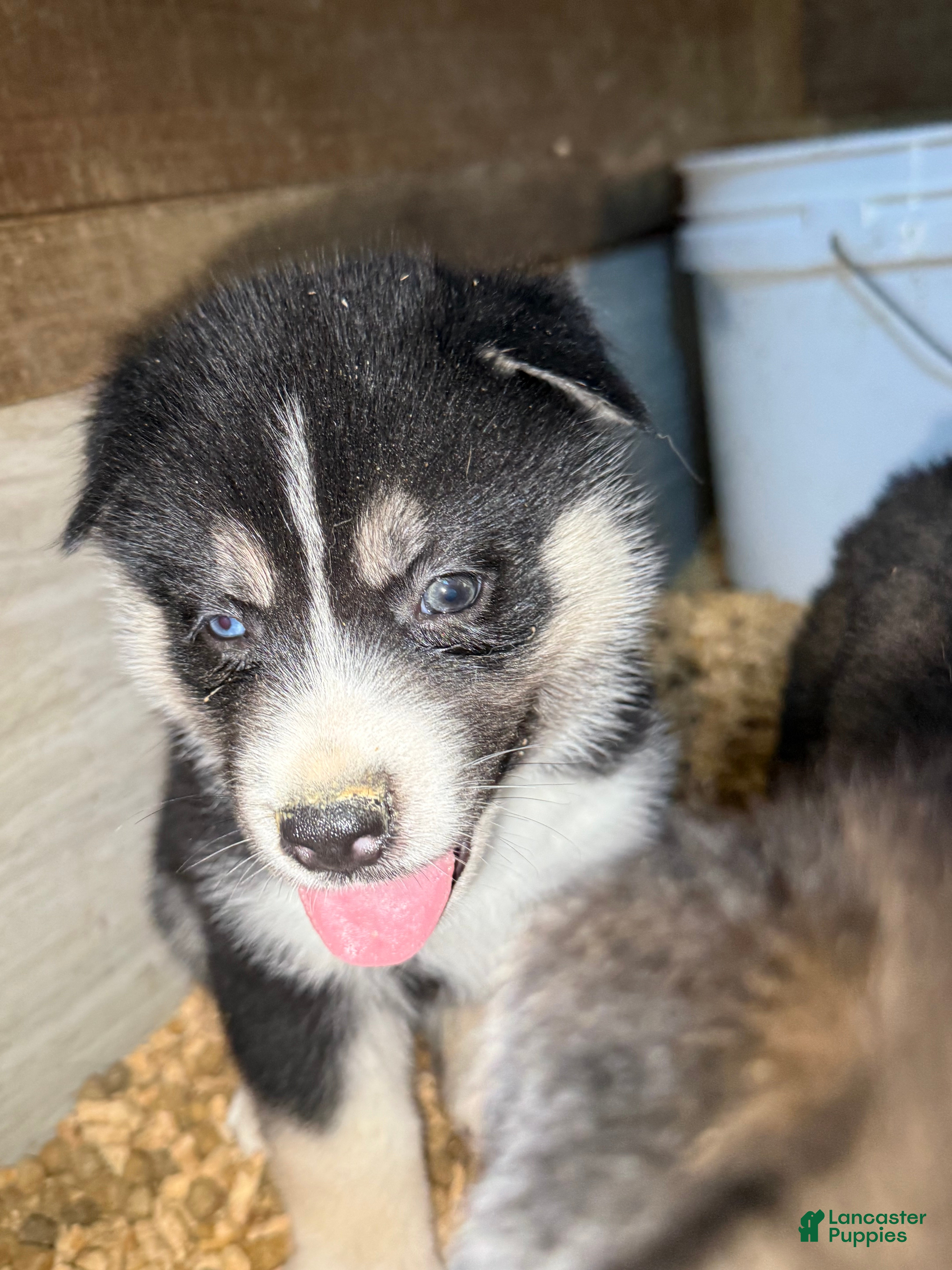 Gerberian Shepsky dogs Kayce - Ad 2