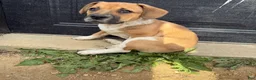 Mixed Breed dogs for sale: Mixed Breed Puppy 2 - Ad 2