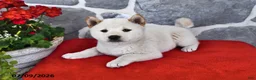 Shiba Inu dogs for sale: Max - Ad 3