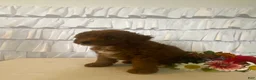 Miniature Poodle dogs for sale: June - Ad 3