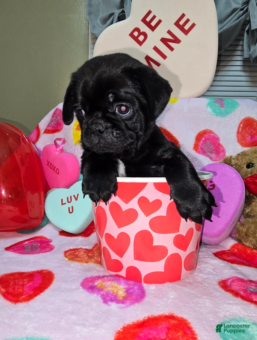 Pug dogs for sale: Zander - Ad 4