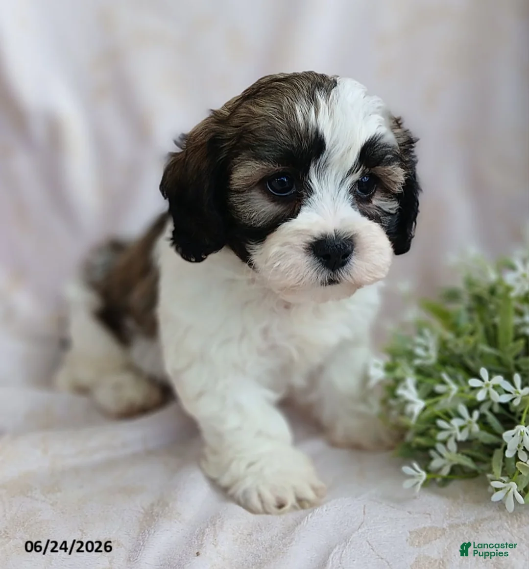 Teddy Bear dogs for sale: Elliot - Ad 2