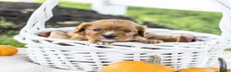Cavalier King Charles Spaniel dogs for sale: Chewy - Ad 4