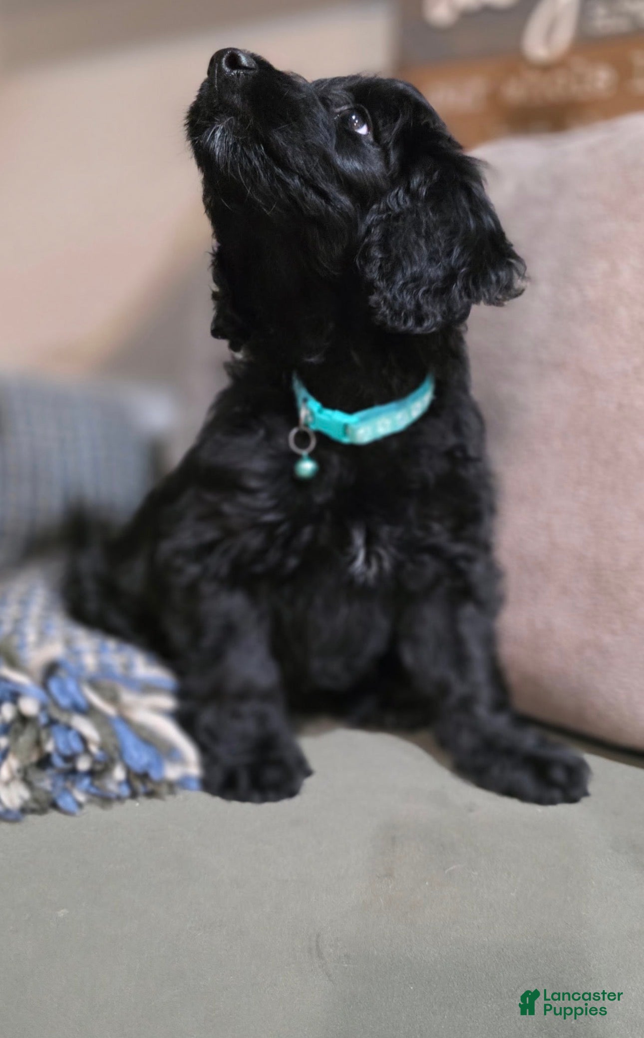 Mini Goldendoodle dogs Sebri - Ad 2