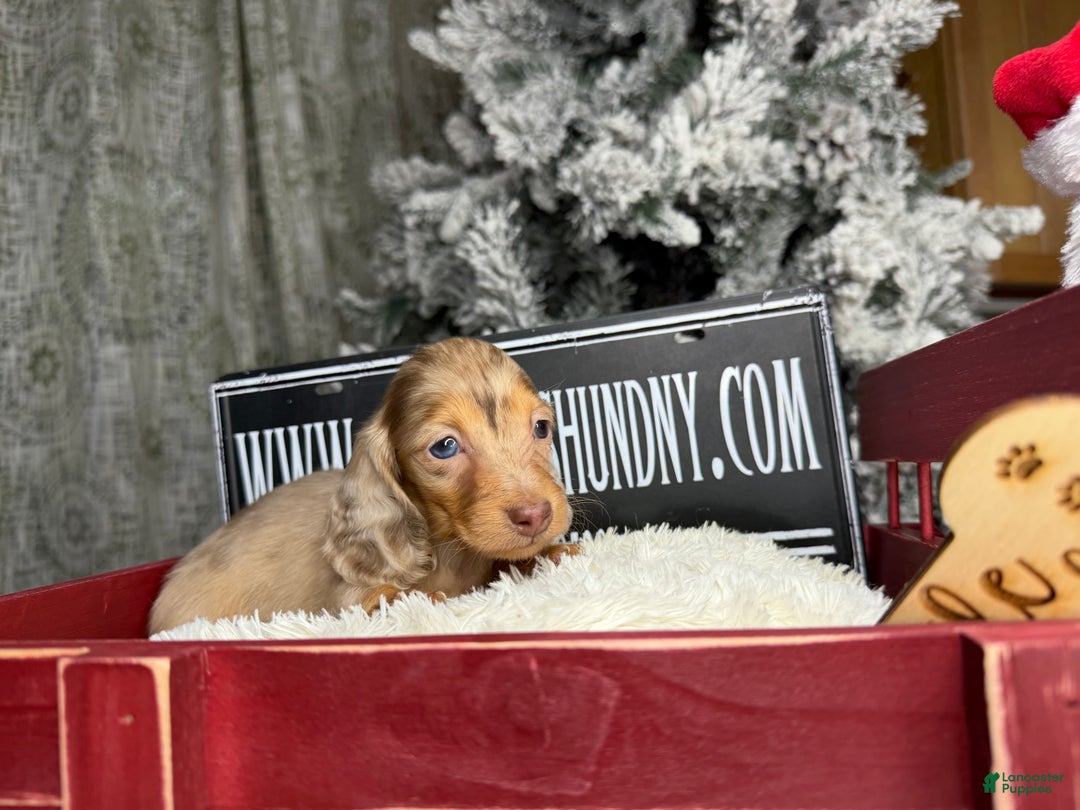 Miniature Dachshund dogs for sale: Bright blue eye - Ad 9