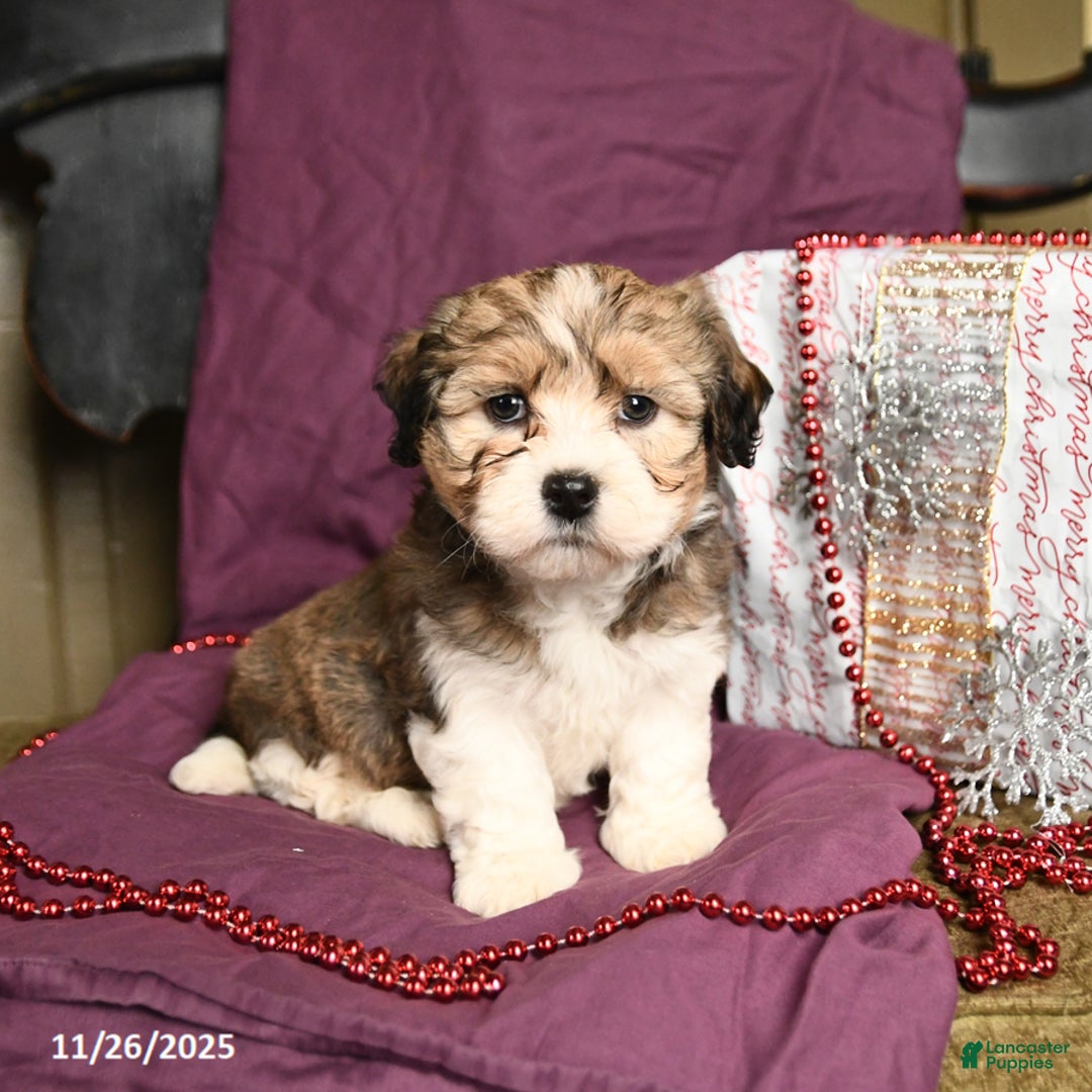 Havanese dogs for sale: Chip - Ad 2