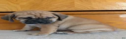 Puggle dogs for sale: Chance  - Ad 17