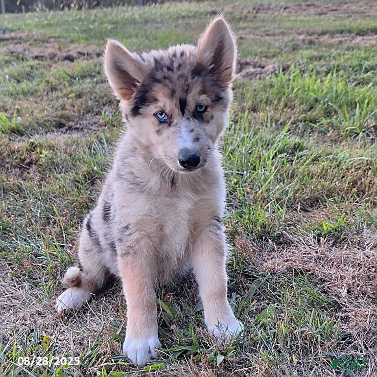Shepherd Husky German Shepherd Australian Shepherd Mix Size