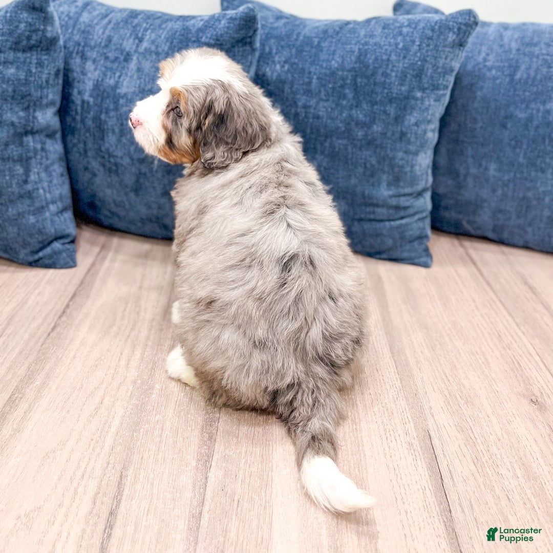 Mini Bernedoodle dogs for sale: Izzy - Ad 5