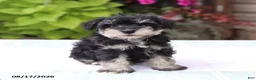 Miniature Schnauzer dogs for sale: Pedro - Ad 1