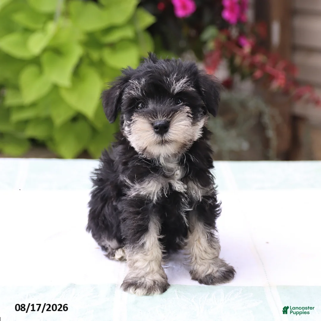 Miniature Schnauzer dogs for sale: Pedro - Ad 1