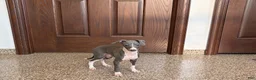 Italian Greyhound dogs for sale: Larry - Ad 11