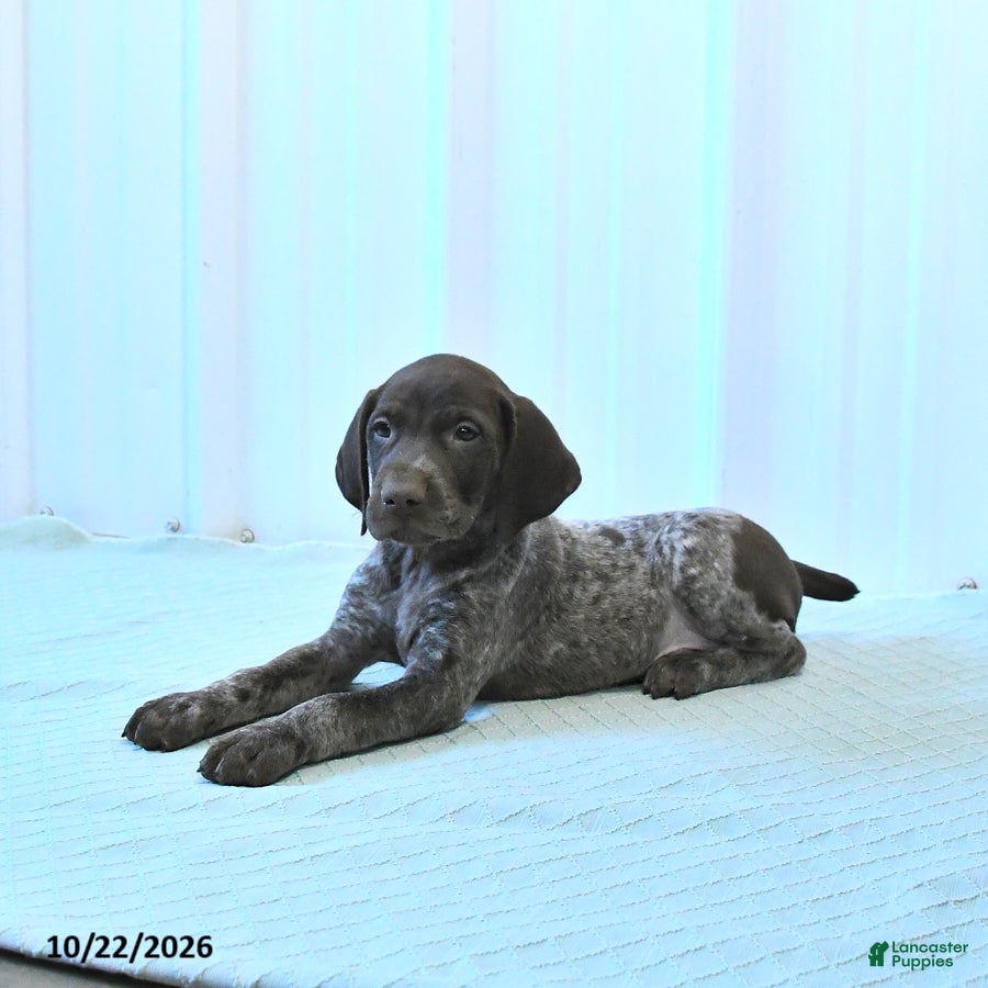 German Shorthaired Pointer dogs Captian - Ad 2