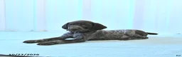 German Shorthaired Pointer dogs for sale: Captian - Ad 2