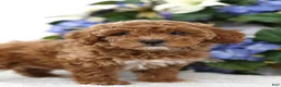 Miniature Poodle dogs for sale: Scarlett - Ad 6