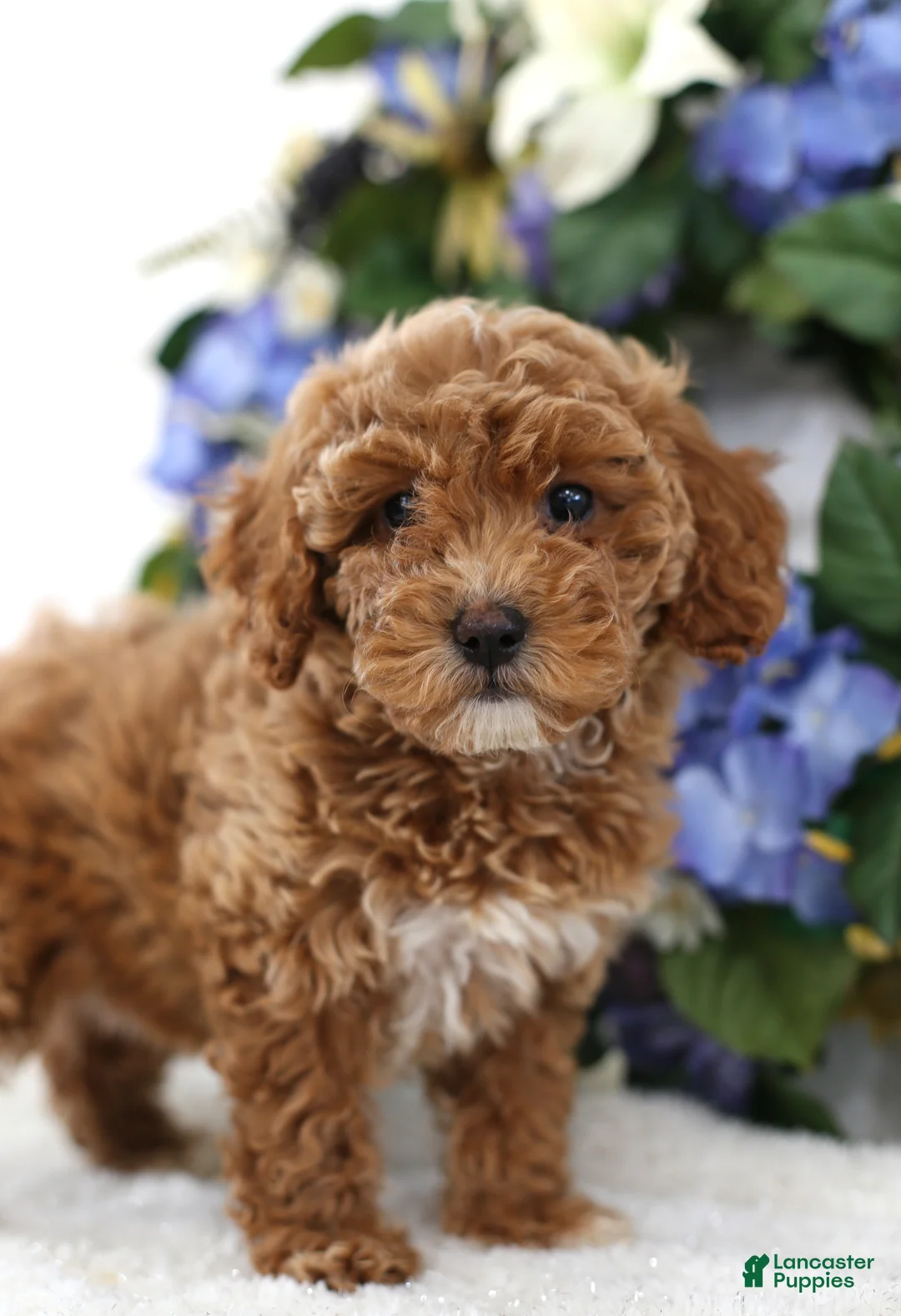 Miniature Poodle dogs for sale: Scarlett - Ad 6